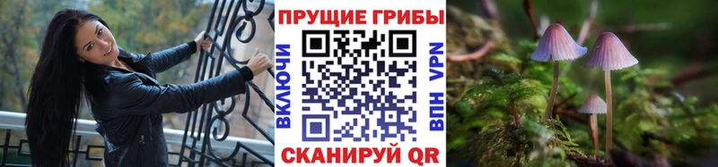 Галлюциногенные грибы Psilocybe Каменск-Шахтинский